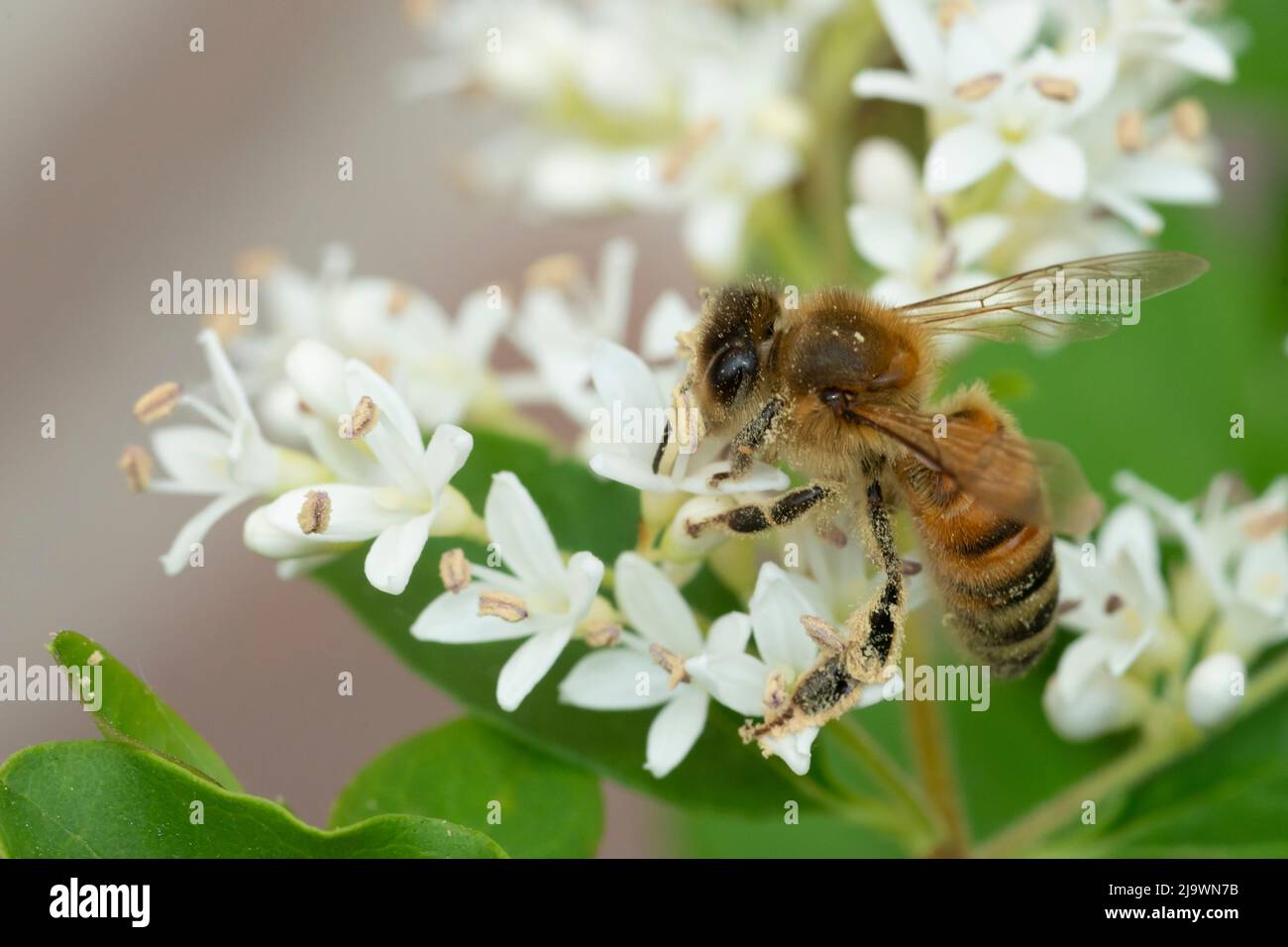 Italy, Lombardy, Bee Gathering Pollen on Chinese Privet Flowers, Ligustrum Sinense Stock Photo