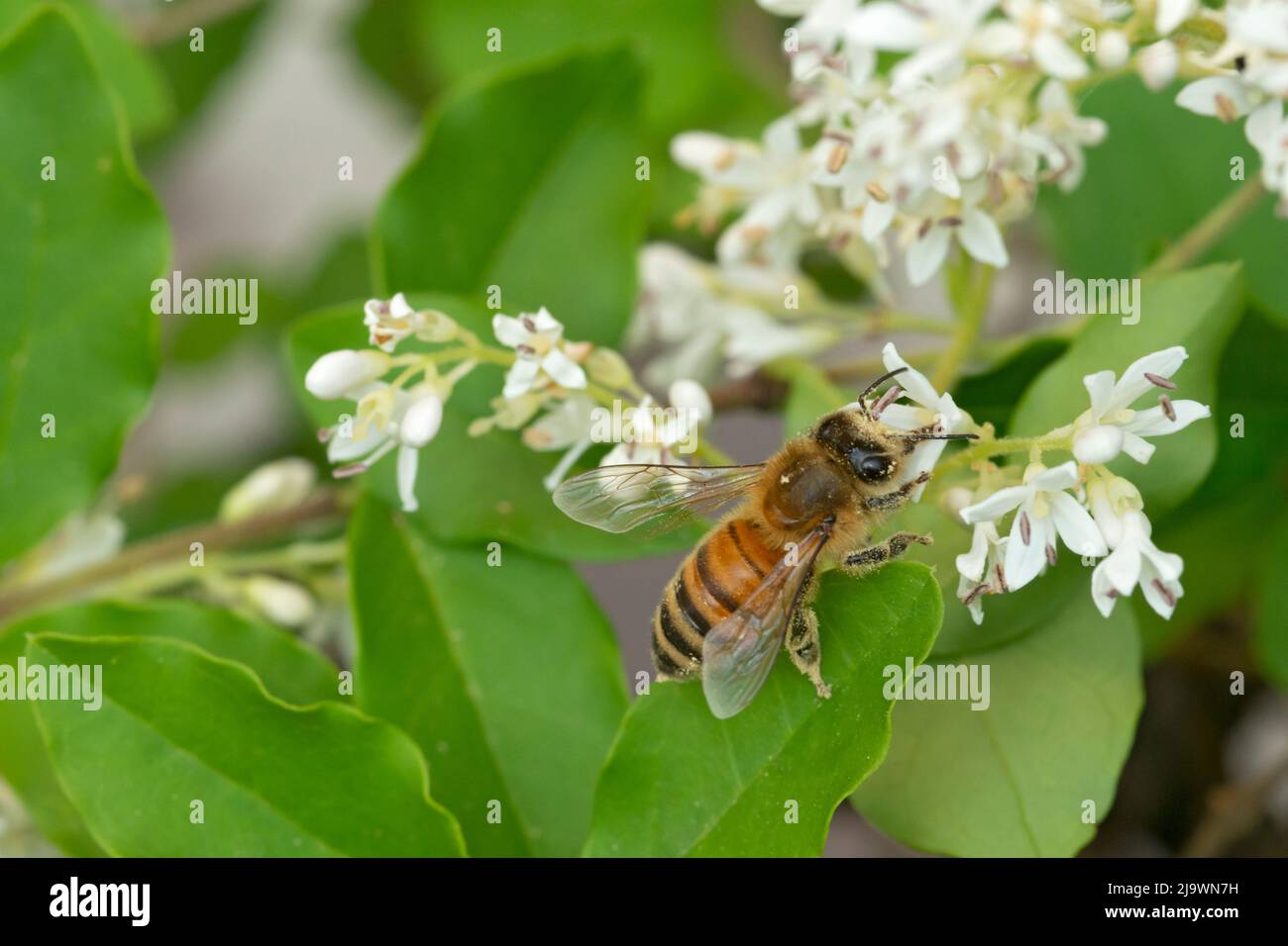 Italy, Lombardy, Bee Gathering Pollen on Chinese Privet Flowers, Ligustrum Sinense Stock Photo