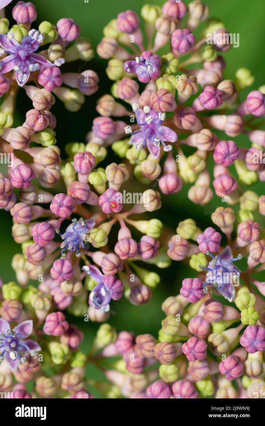 Pink Flowers of Purple Lacecap, Hydrangea Macrophylla Stock Photo