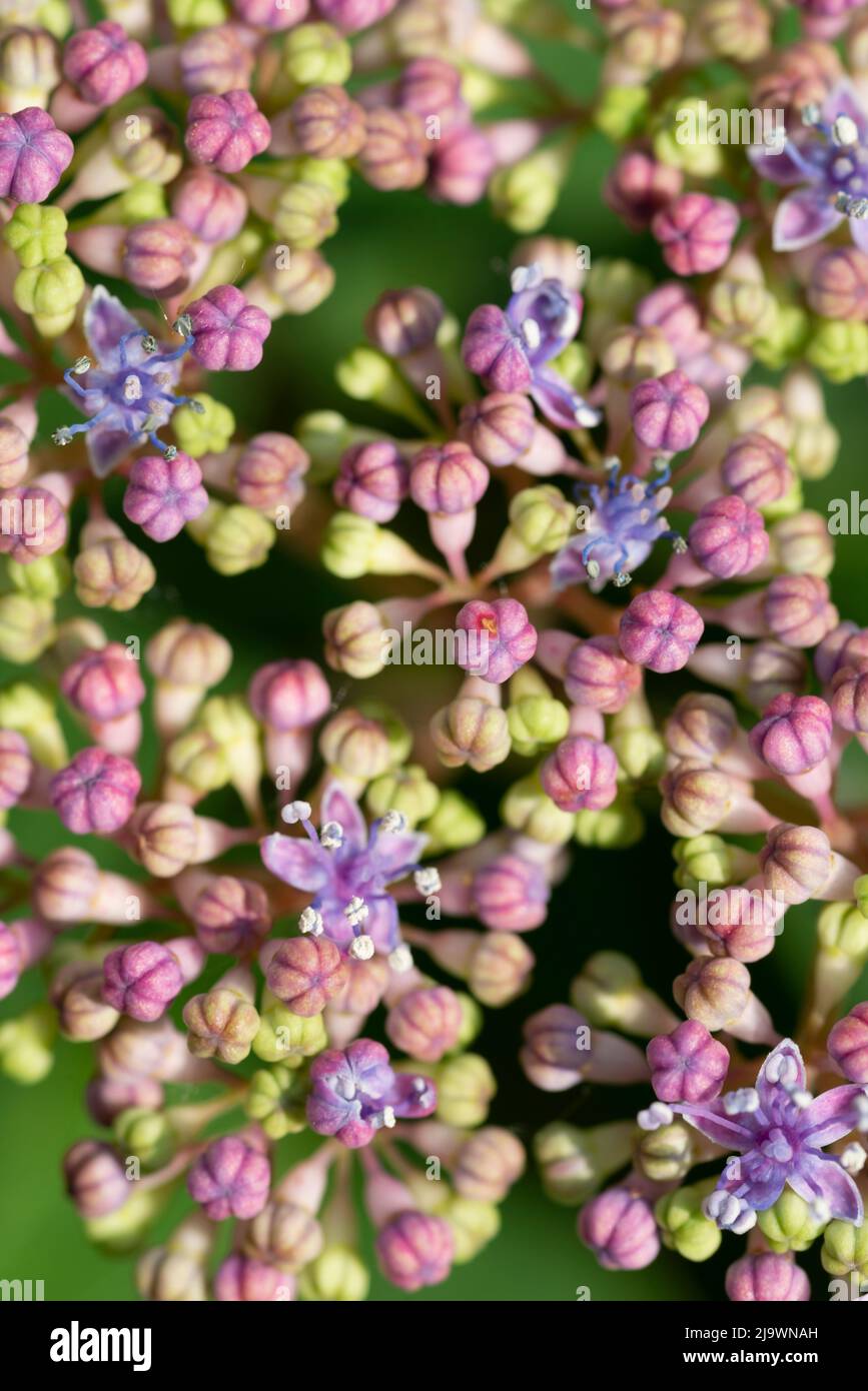 Pink Flowers of Purple Lacecap, Hydrangea Macrophylla Stock Photo