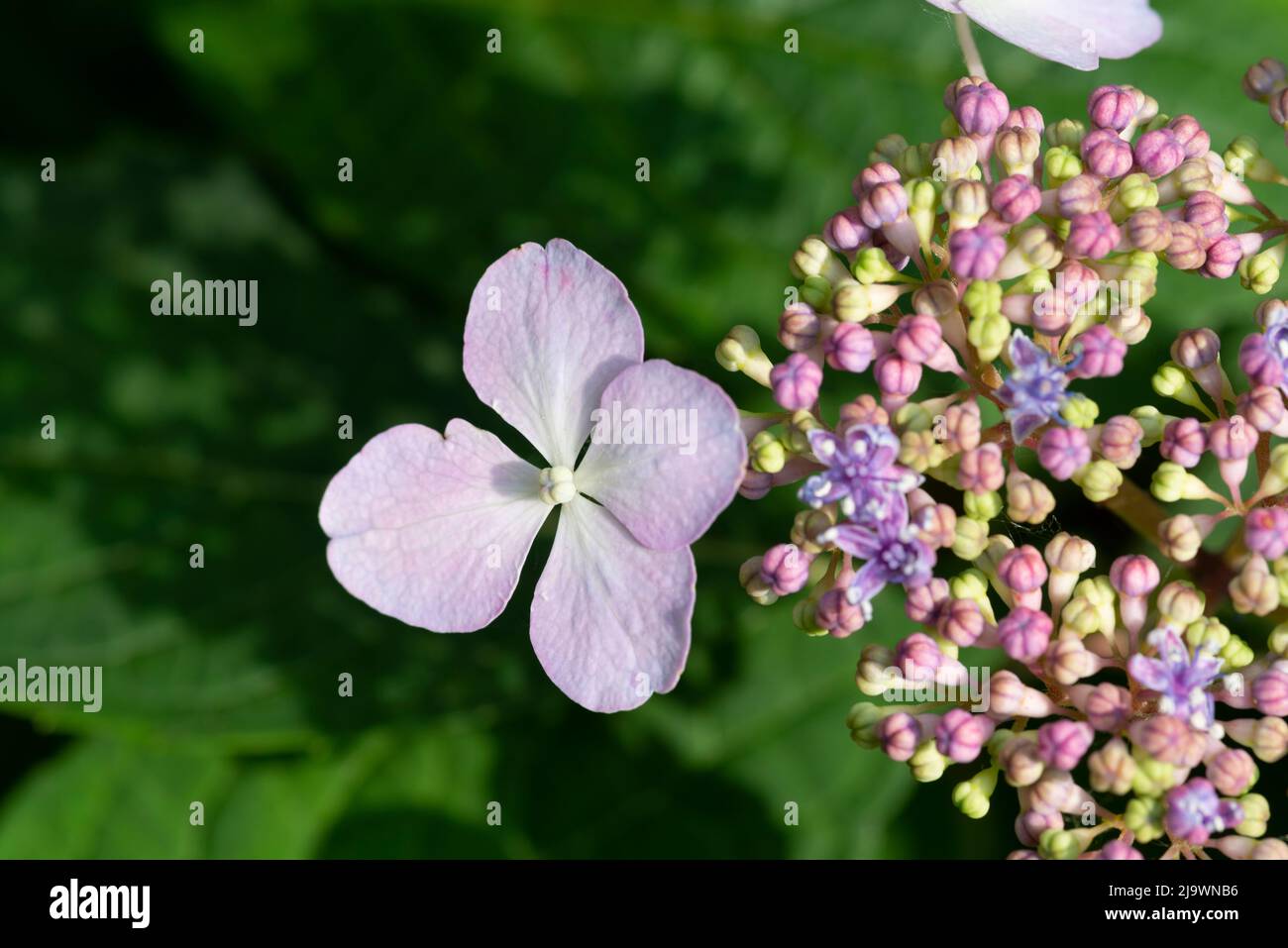 Pink Flowers of Purple Lacecap, Hydrangea Macrophylla Stock Photo