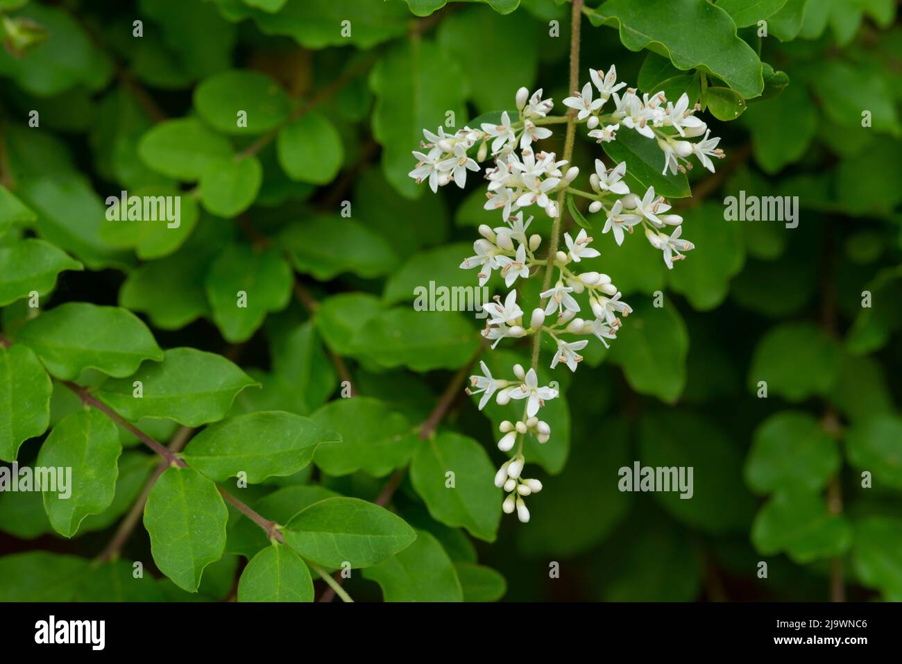 Italy, Lombardy, Chinese Privet Flowers, Ligustrum Sinense Stock Photo