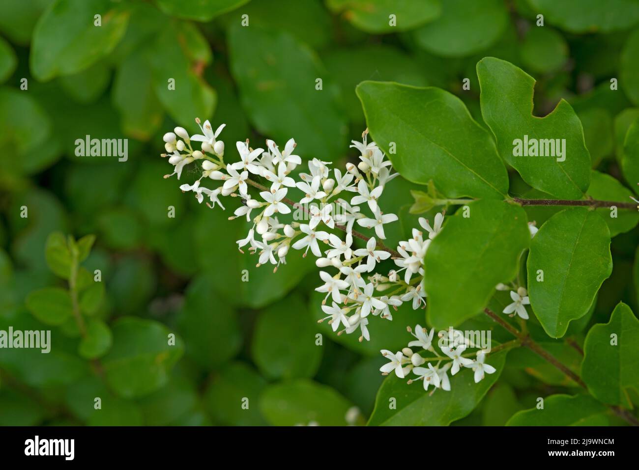 Italy, Lombardy, Chinese Privet Flowers, Ligustrum Sinense Stock Photo