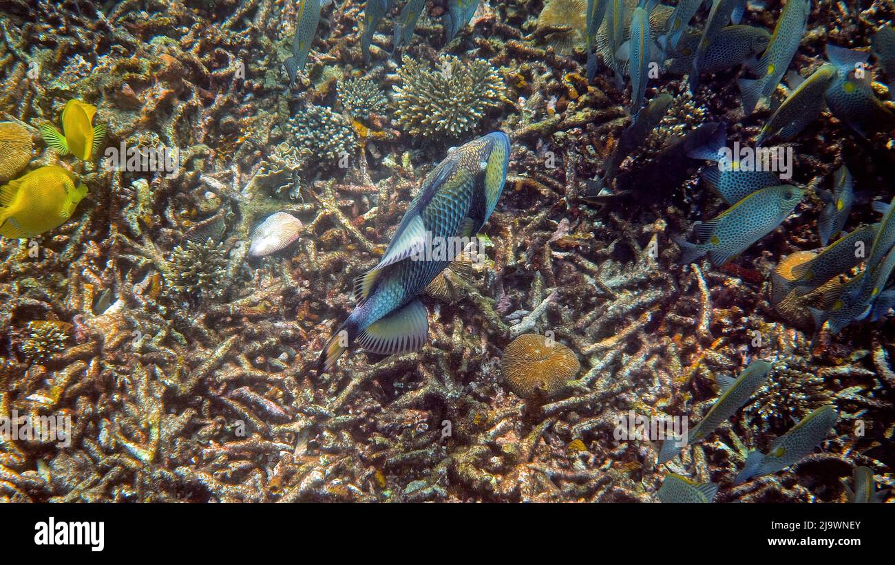 Underwater photo of Titan Triggerfish or Balistoides viridescens in Gulf of Thailand. Giant tropical fish swimming among reef. Wild nature. Scuba Stock Photo