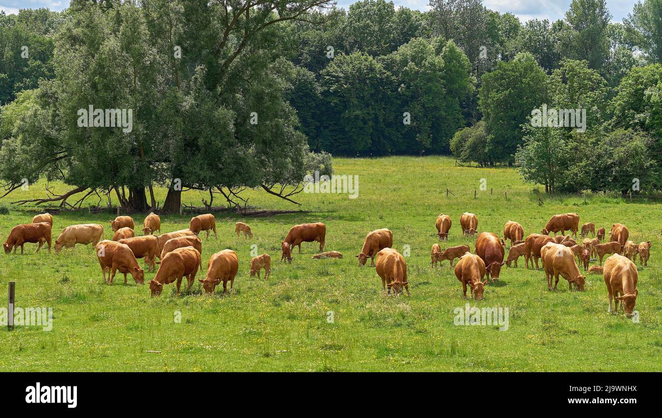Herd of cows. Suckler cows with calves and a bull graze on the pasture. Stock Photo
