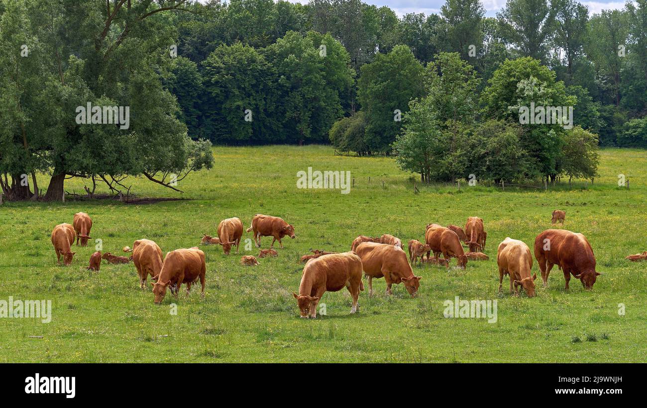 Herd of cows. Suckler cows with calves and a bull graze on the pasture. Stock Photo