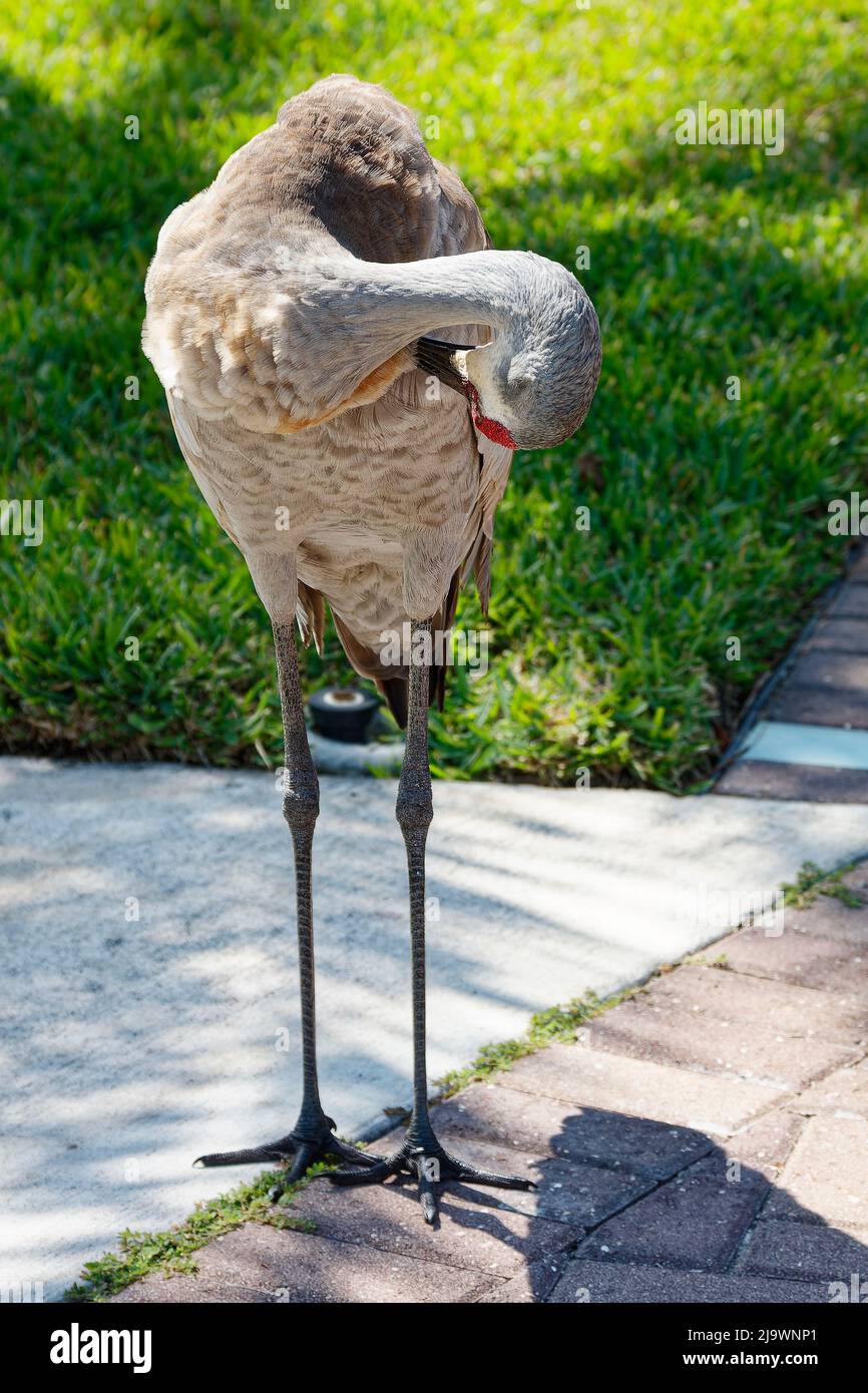 Sandhill crane, standing on sidewalk, preening, neighborhood, tall bird, elegant, Grus canadensis; wildlife, animal, front view, Florida, Venice, FL, Stock Photo
