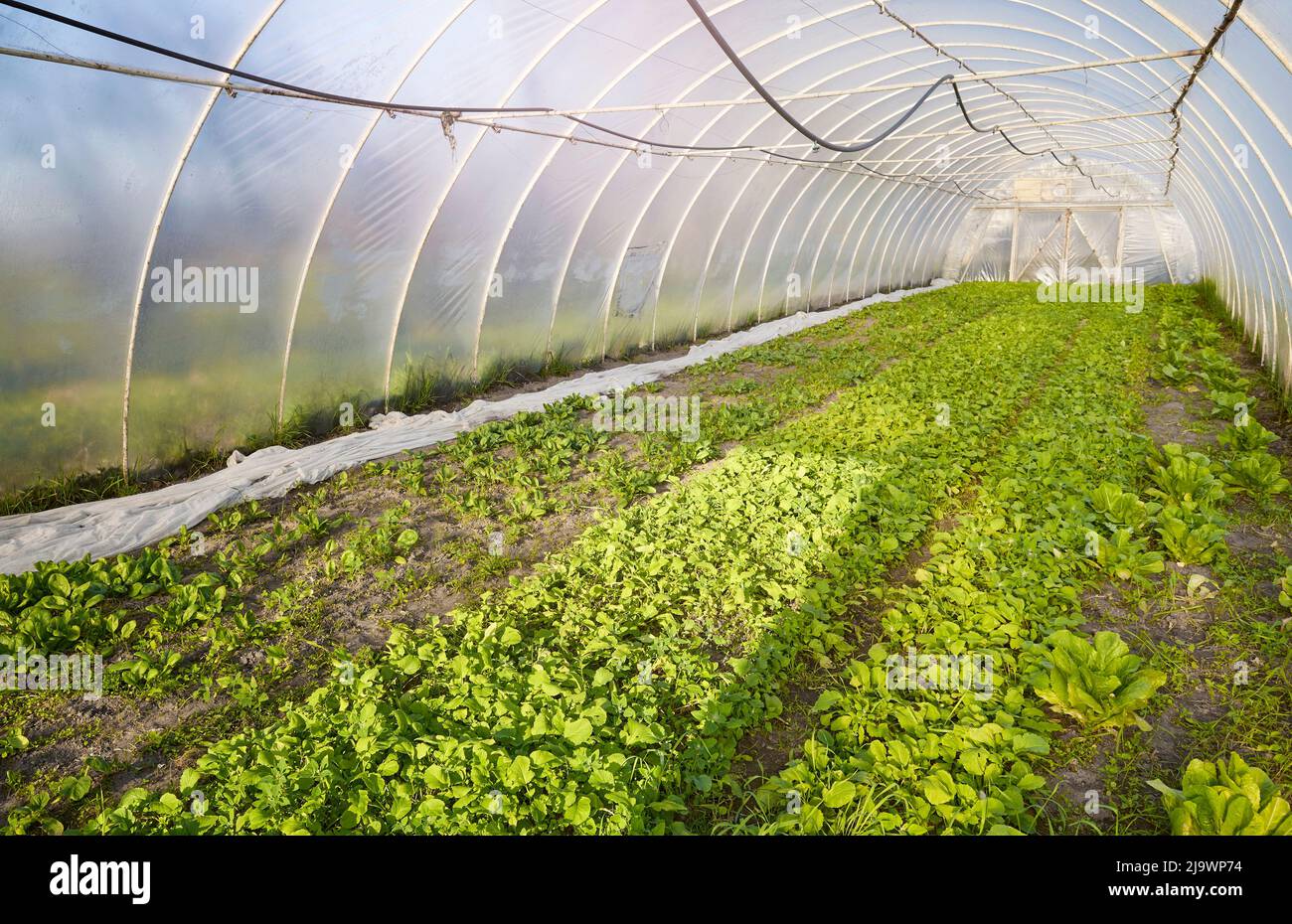 Organic vegetable rows in a greenhouse Stock Photo - Alamy