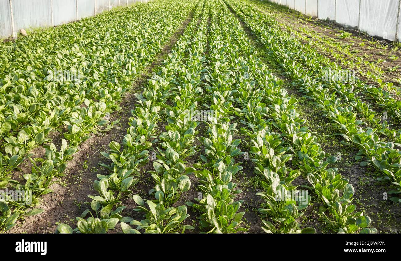 Organic vegetable rows, plantation in a greenhouse. Stock Photo