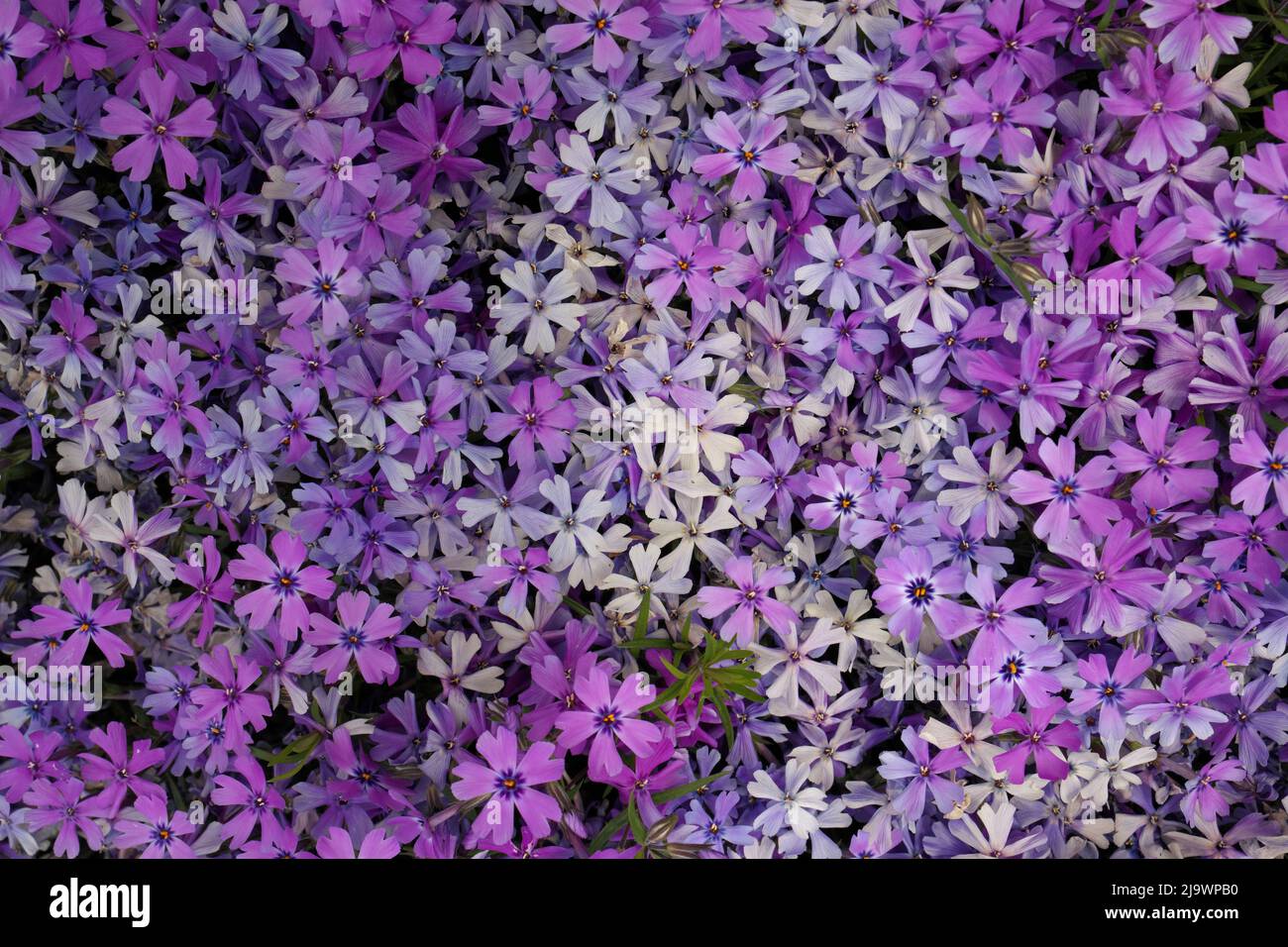 Full Frame Macro Close up of Beautiful Pink and Purple Phlox Subulata, Moss Phlox, or Creeping Phlox Stock Photo