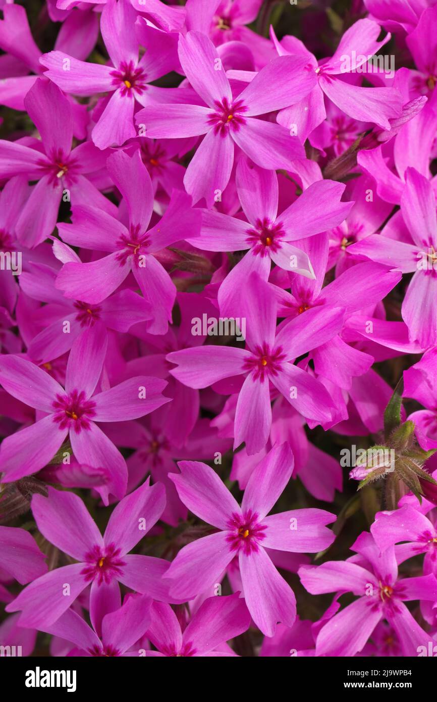Full Frame Macro Close up of Beautiful Pink Phlox Subulata, Moss Phlox, or Creeping Phlox Stock Photo