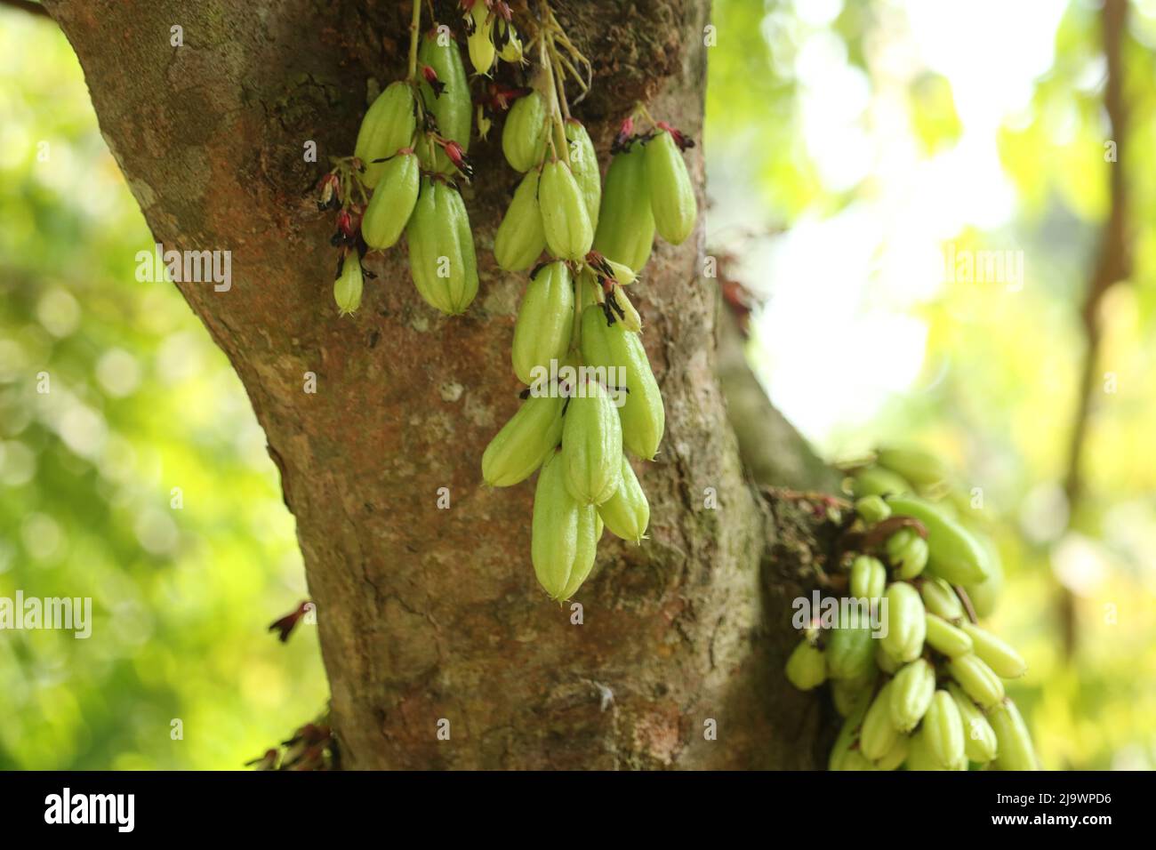 Young beautiful fresh food averrhoa bilimbi cucumber tree cooking,Close