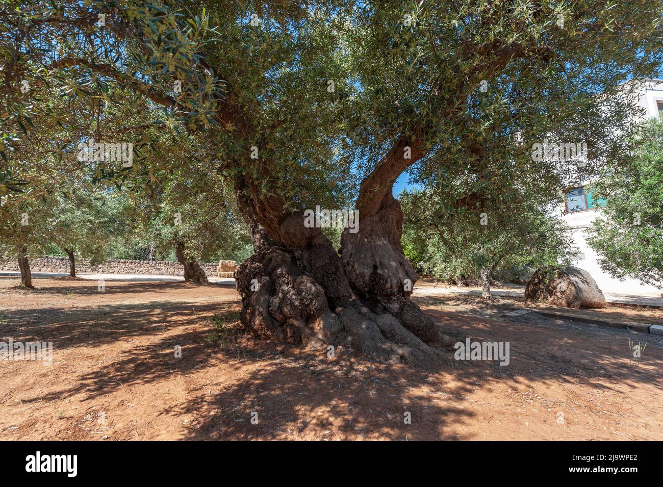 Old Olive Tree In Puglia Near Fasano, Province Of Brindisi Stock Photo 