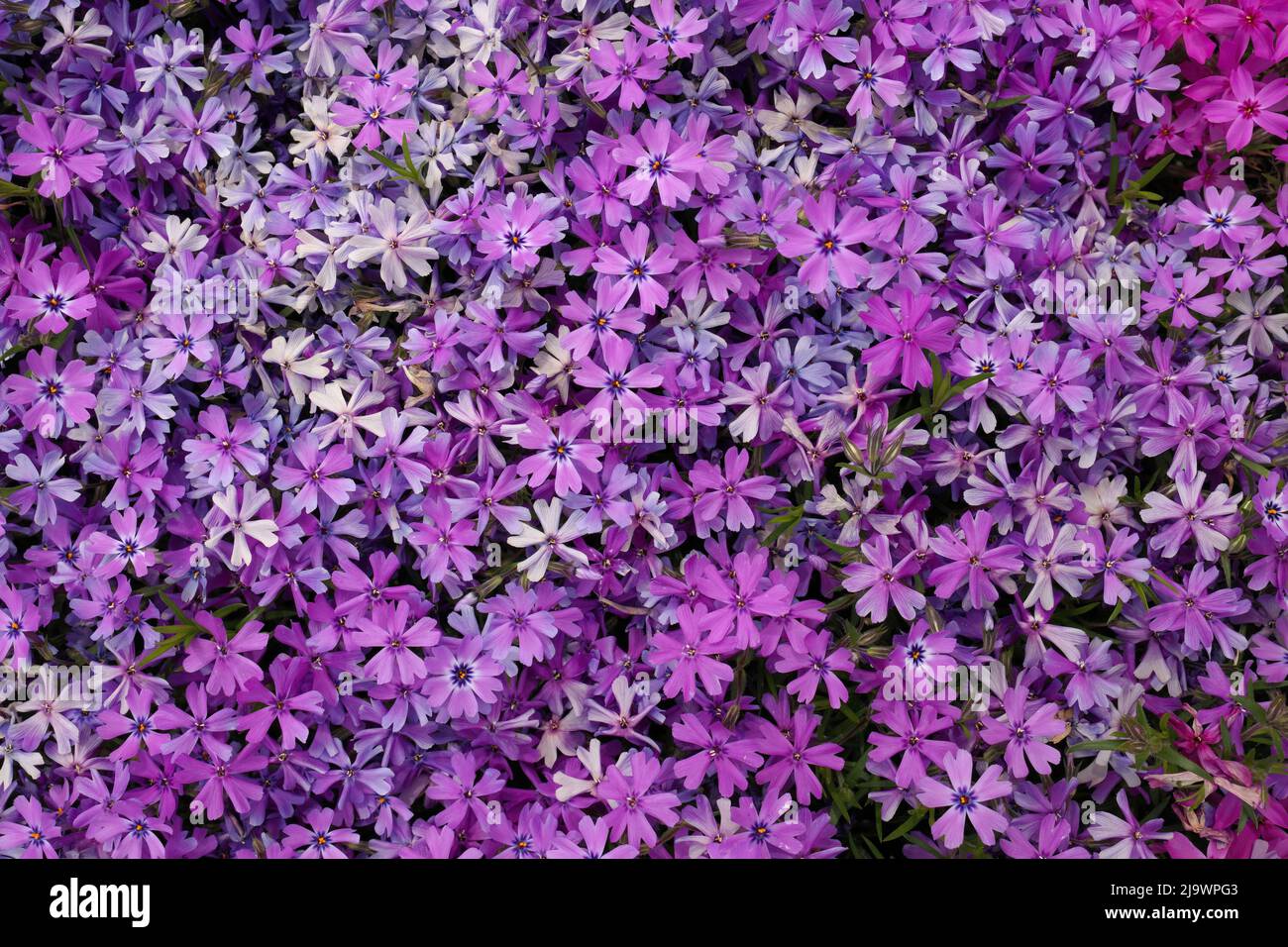 Full Frame Macro Close up of Beautiful Pink and Purple Phlox Subulata, Moss Phlox, or Creeping Phlox Stock Photo