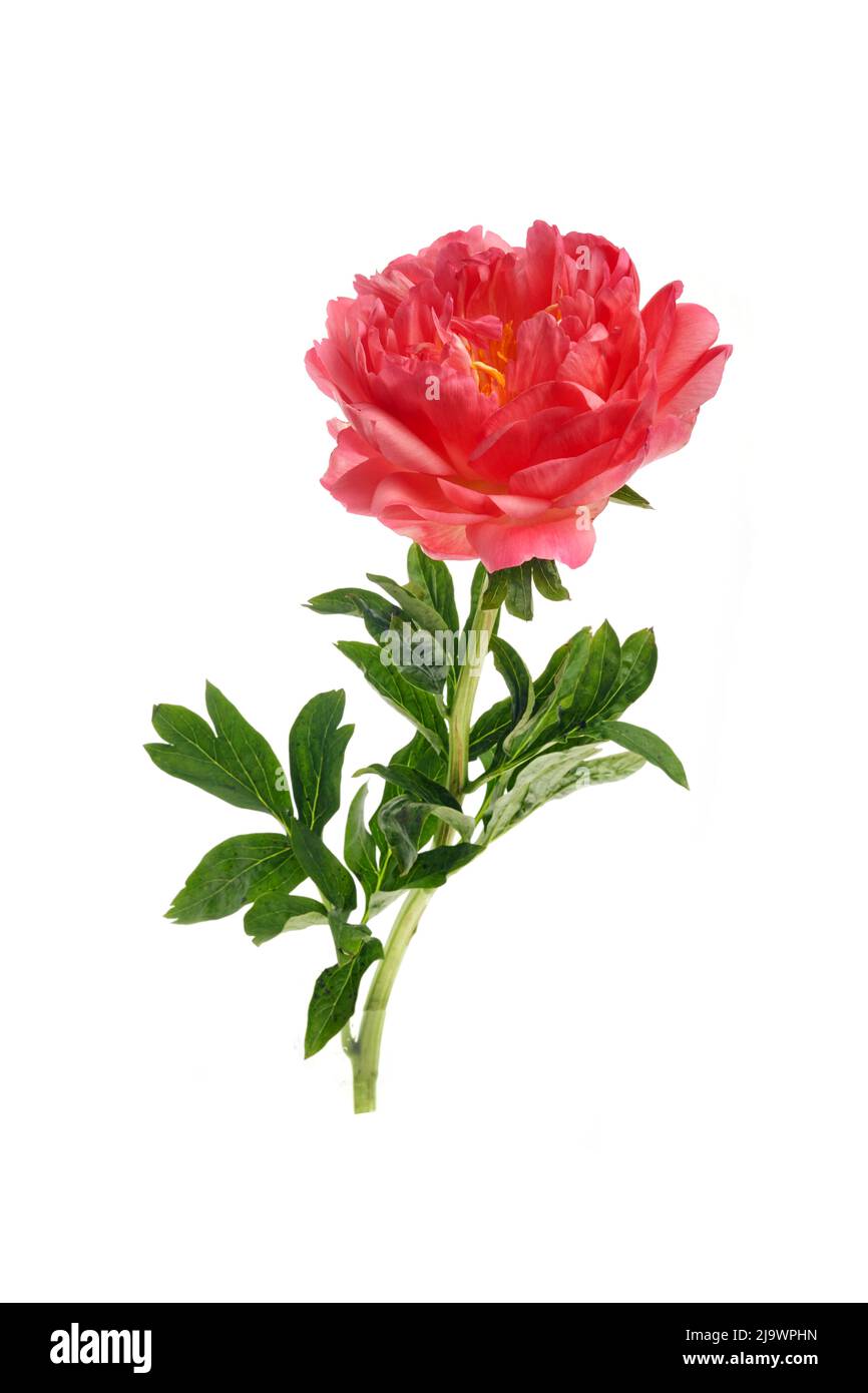 Beautiful pink peony flowers isolated on white background Stock Photo ...
