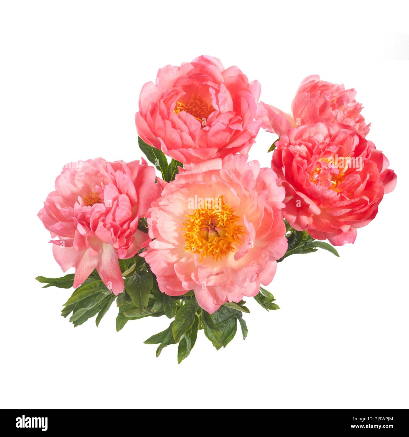 Beautiful pink peonies flowers isolated on white background Stock Photo ...