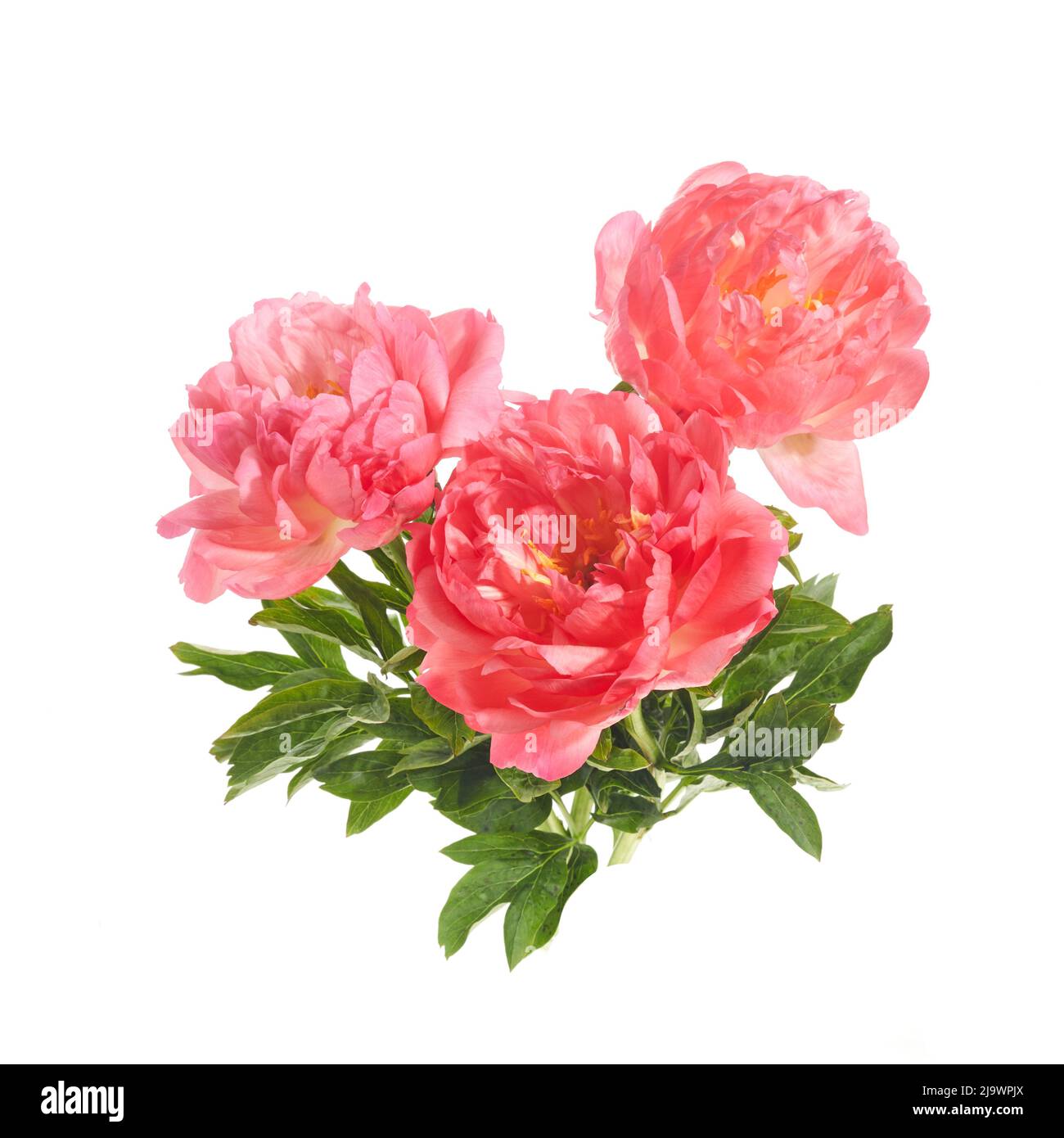 Beautiful pink peonies flowers isolated on white background Stock Photo ...