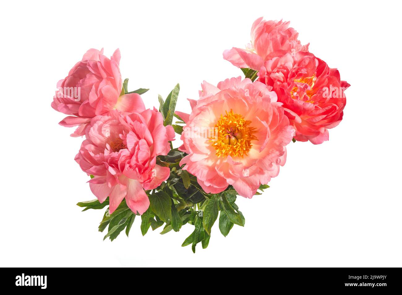 Beautiful pink peonies flowers isolated on white background Stock Photo ...