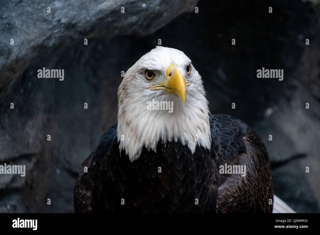 A single American Bald Eagle Stock Photo