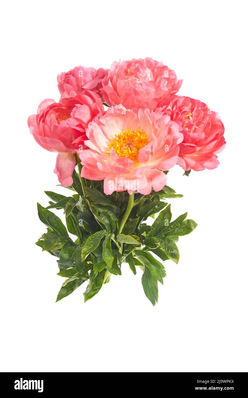 Beautiful pink peonies flowers isolated on white background Stock Photo ...
