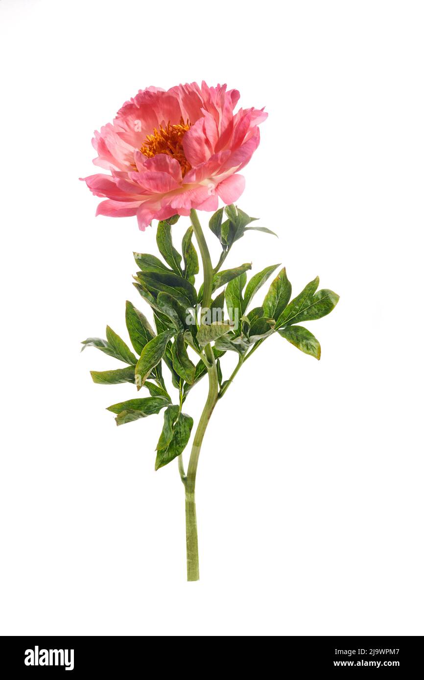 Beautiful pink peony flowers isolated on white background Stock Photo ...