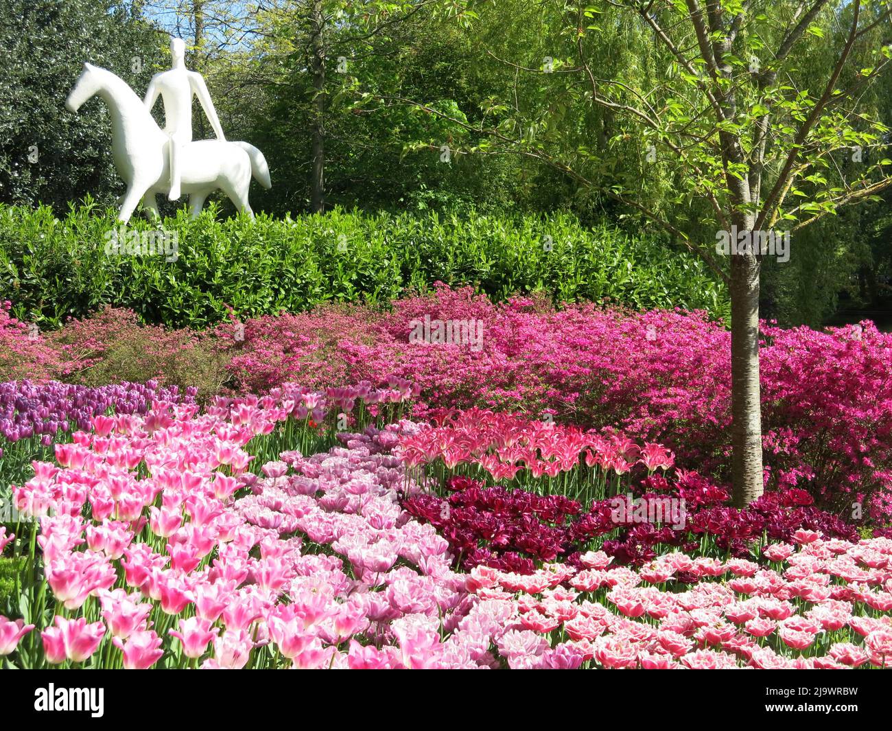White sculpture of a man on a horse, with a swathe of pink & purple tulips; one of the iconic scenes at the spring bulb festival Keukenhof 2022. Stock Photo