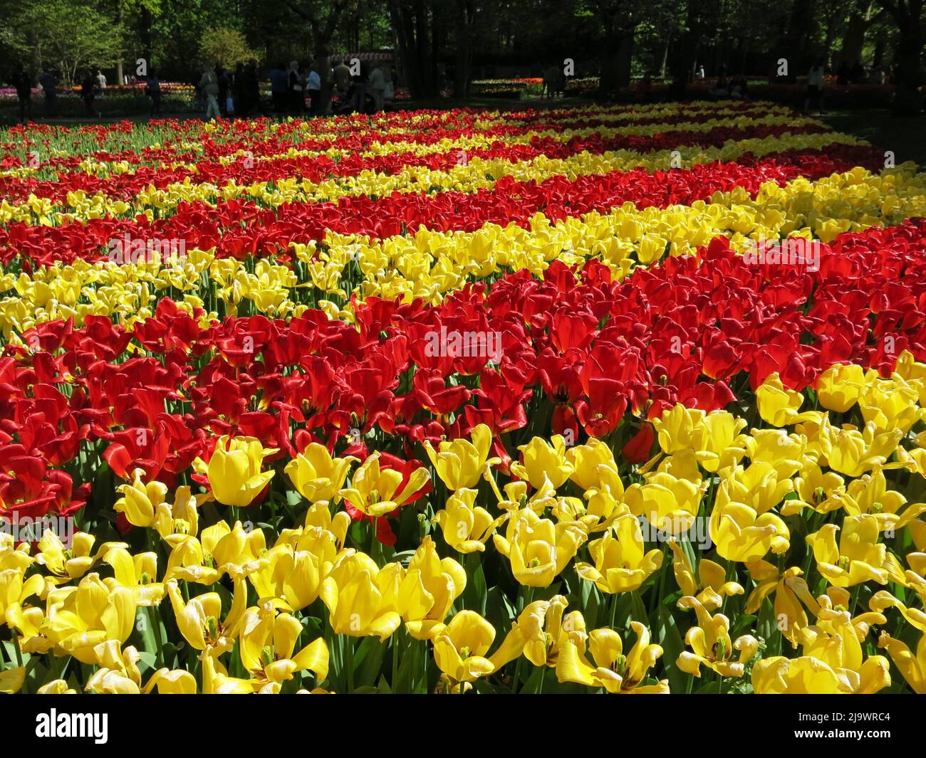 Stripes of red & yellow tulips as far as the eye can see: the mass planting of 7 million spring bulbs that is the annual flower festival at Keukenhof. Stock Photo