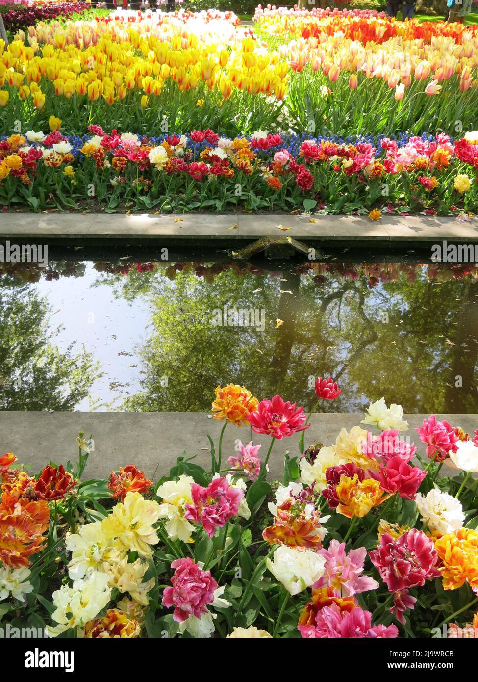 Swathes of colour from the 7 million tulip bulbs planted annually at Keukenhof Park in the
