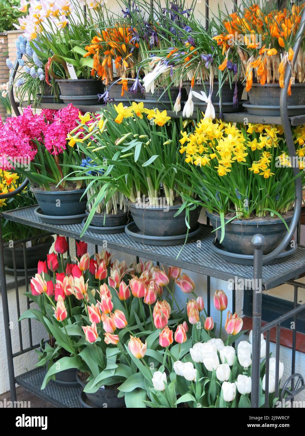 A 4 tier stand of spring bulbs in pots featuring tulips, daffodils, muscari & hyacinths: on display at  the annual Dutch flower festival, Keukenhof. Stock Photo