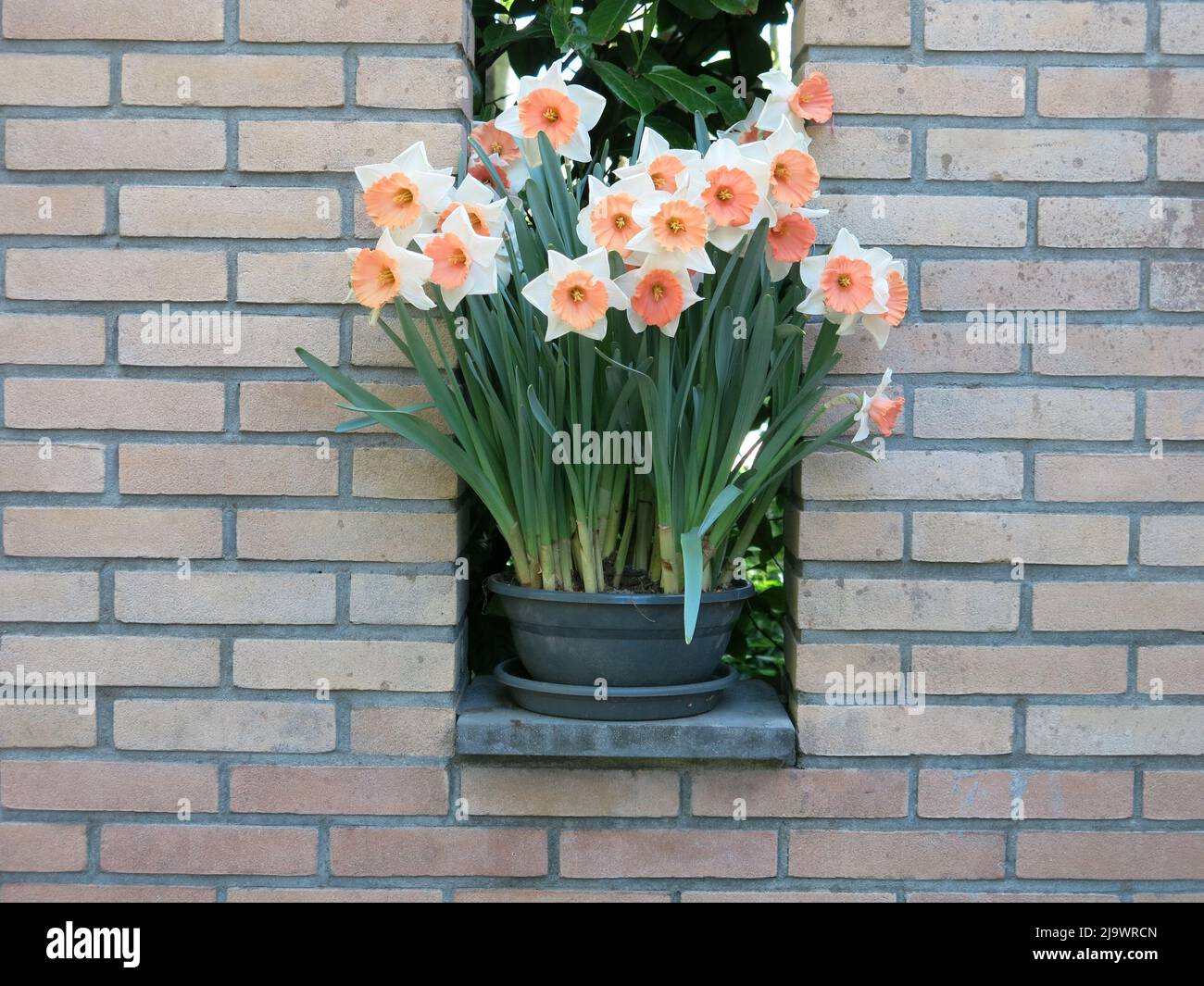 Pot of pale spring daffodils in an opening in a brick wall, artfully arranged leaving copy space for editorial text. Stock Photo
