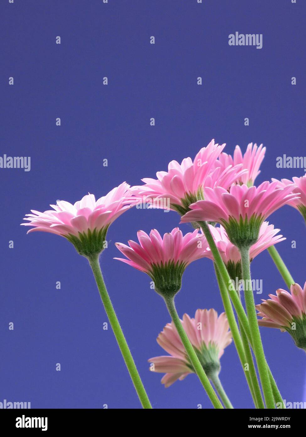 Close-up of flower stems of bright pink gerbera jamesonii, also known as the African or Transvaal Daisy, on a solid blue background with copy space. Stock Photo