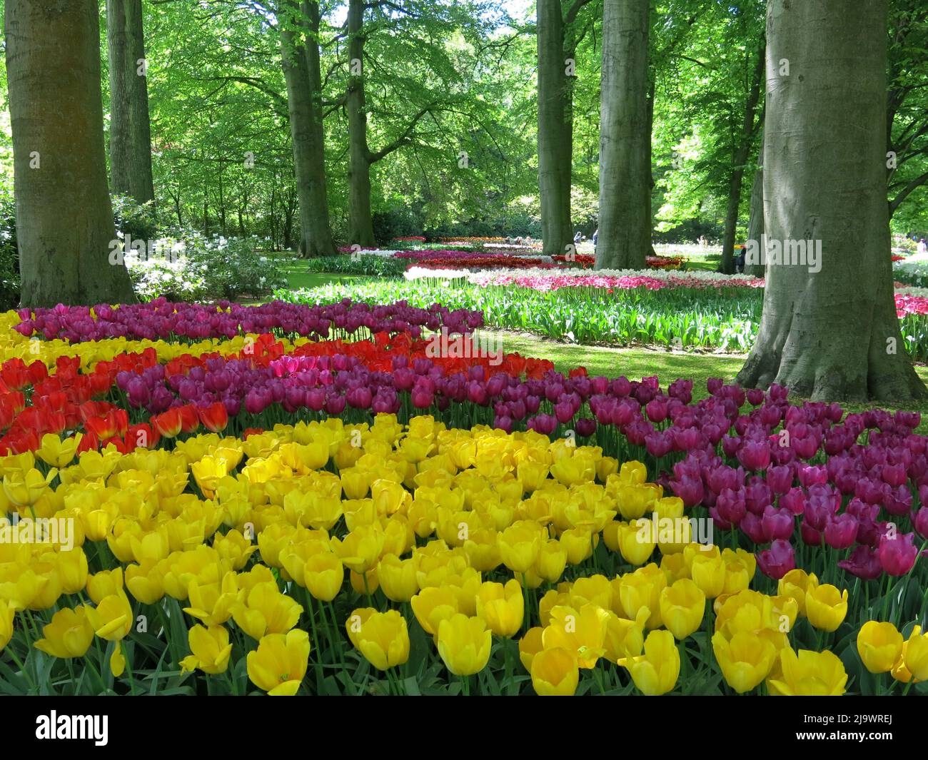 Swathes of colour from the 7 million tulip bulbs planted annually at Keukenhof Park in the