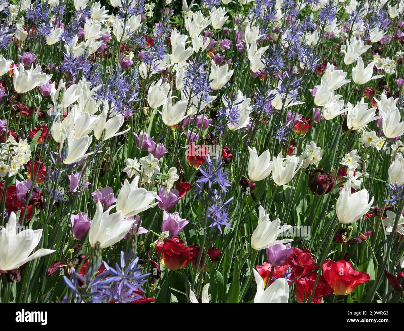Tulip Fever: swathes of tulips as far as the eye can see, the Netherlands spring bulb festival at the gardens of Keukenhof 2022 Stock Photo
