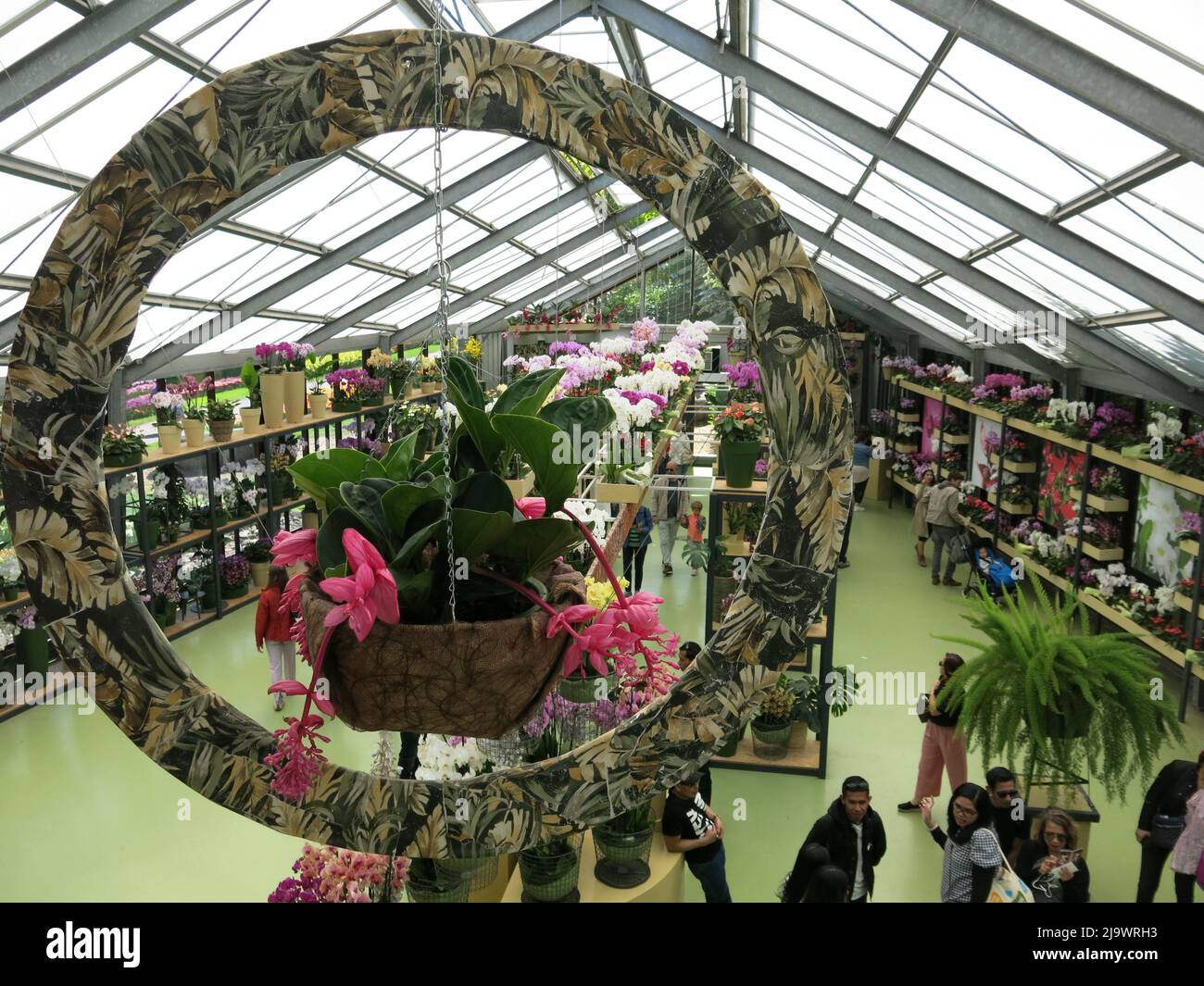 Fantastic display of orchids in the Beatrix pavilion at Keukenhof 2022; floristry at its best. Stock Photo