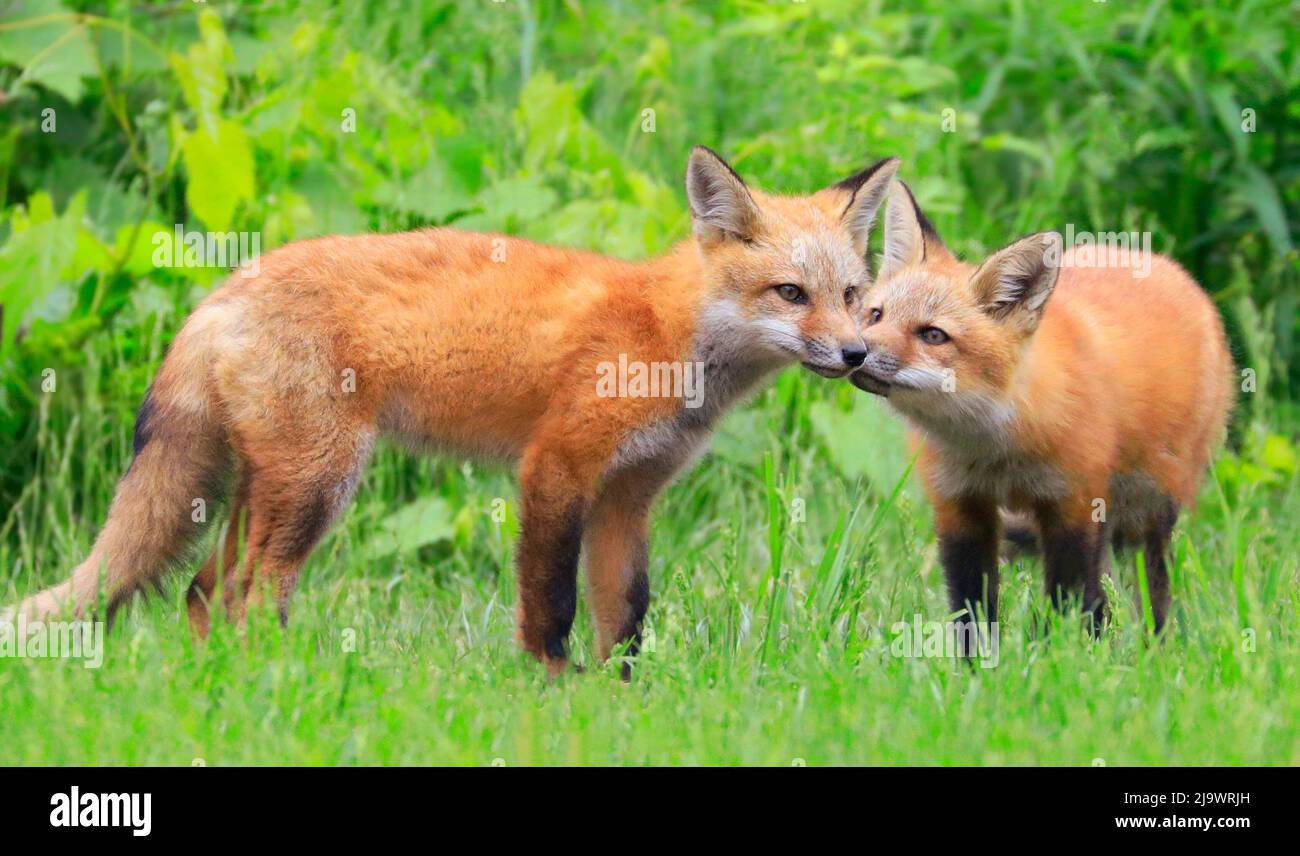 Young red foxes playing in the grass with green foreground and background Stock Photo