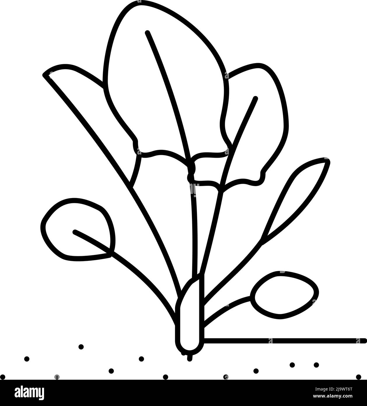 plant spinach growing line icon vector illustration Stock Vector Image ...