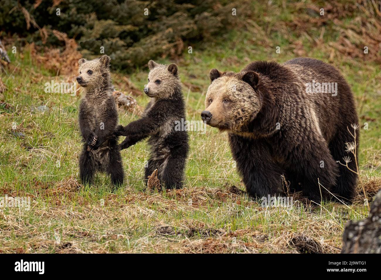 Grizzly bear with cubs Stock Photo
