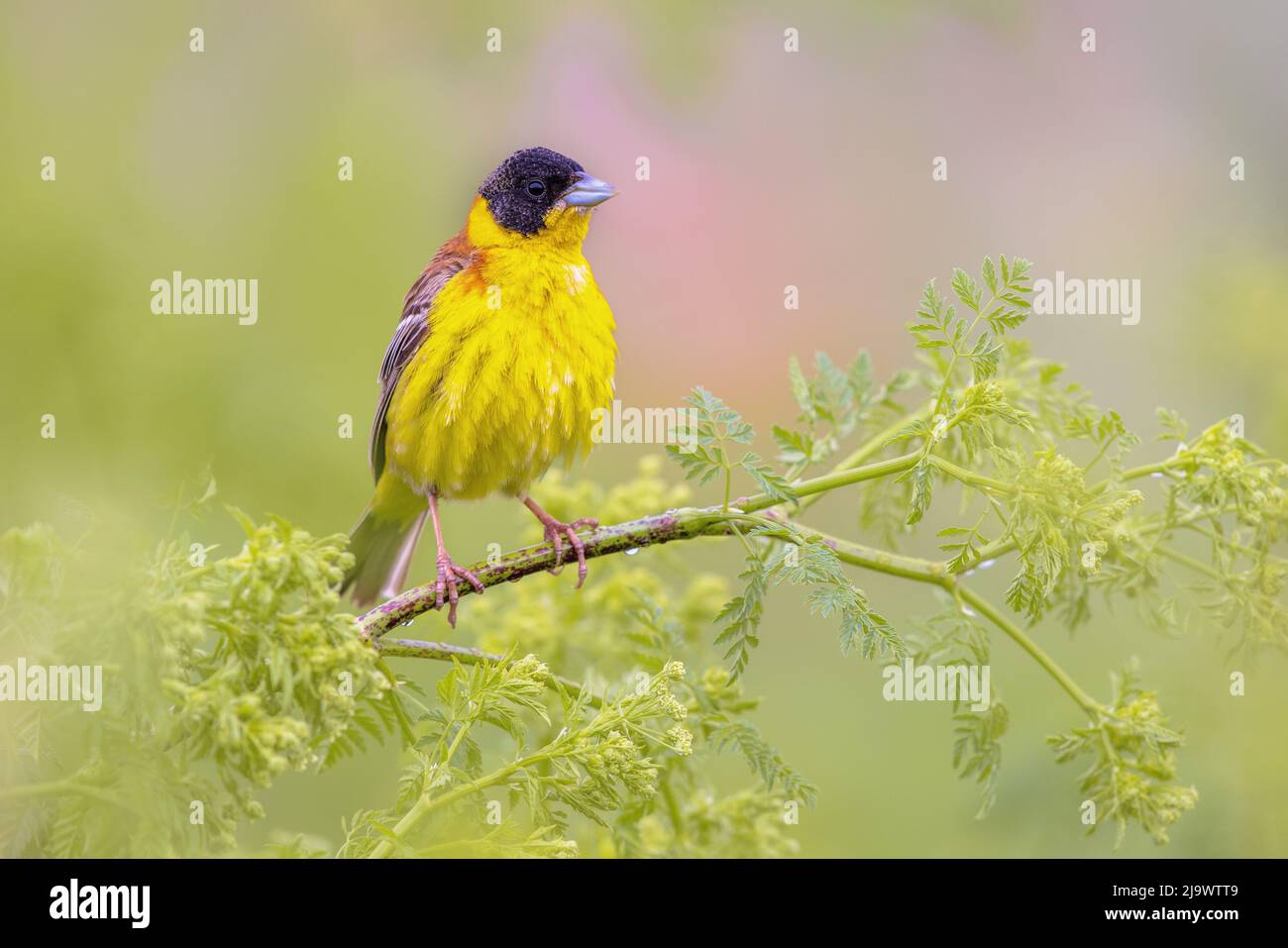 Black Headed Bunting (Emberiza melanocephala) perched in herb plant in breeding habitat protecting territory in Bulgaria. Wildlife scene of nature in Stock Photo