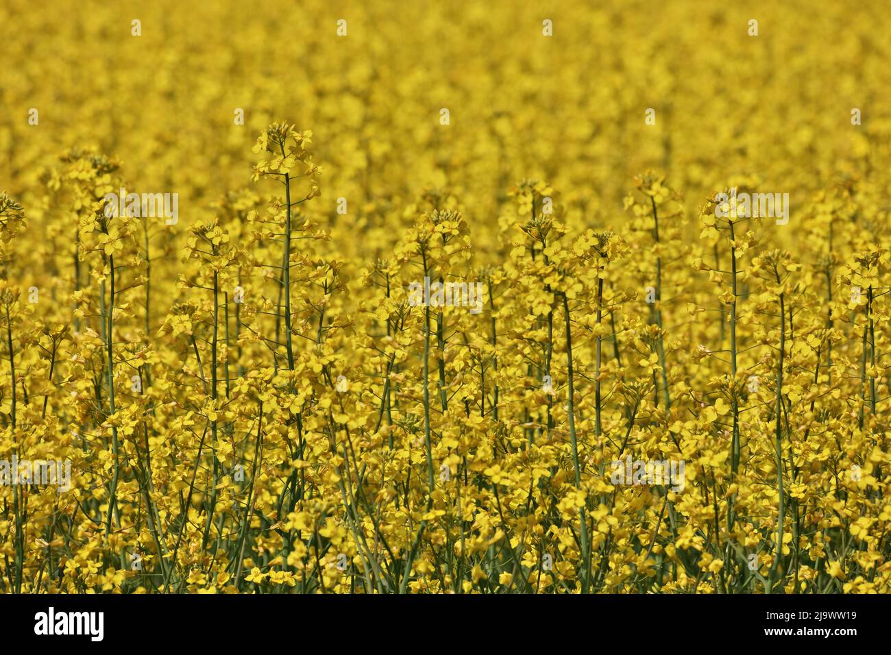 Full Frame Close up of Yellow Canola Flowers in a Farm Field on a ...