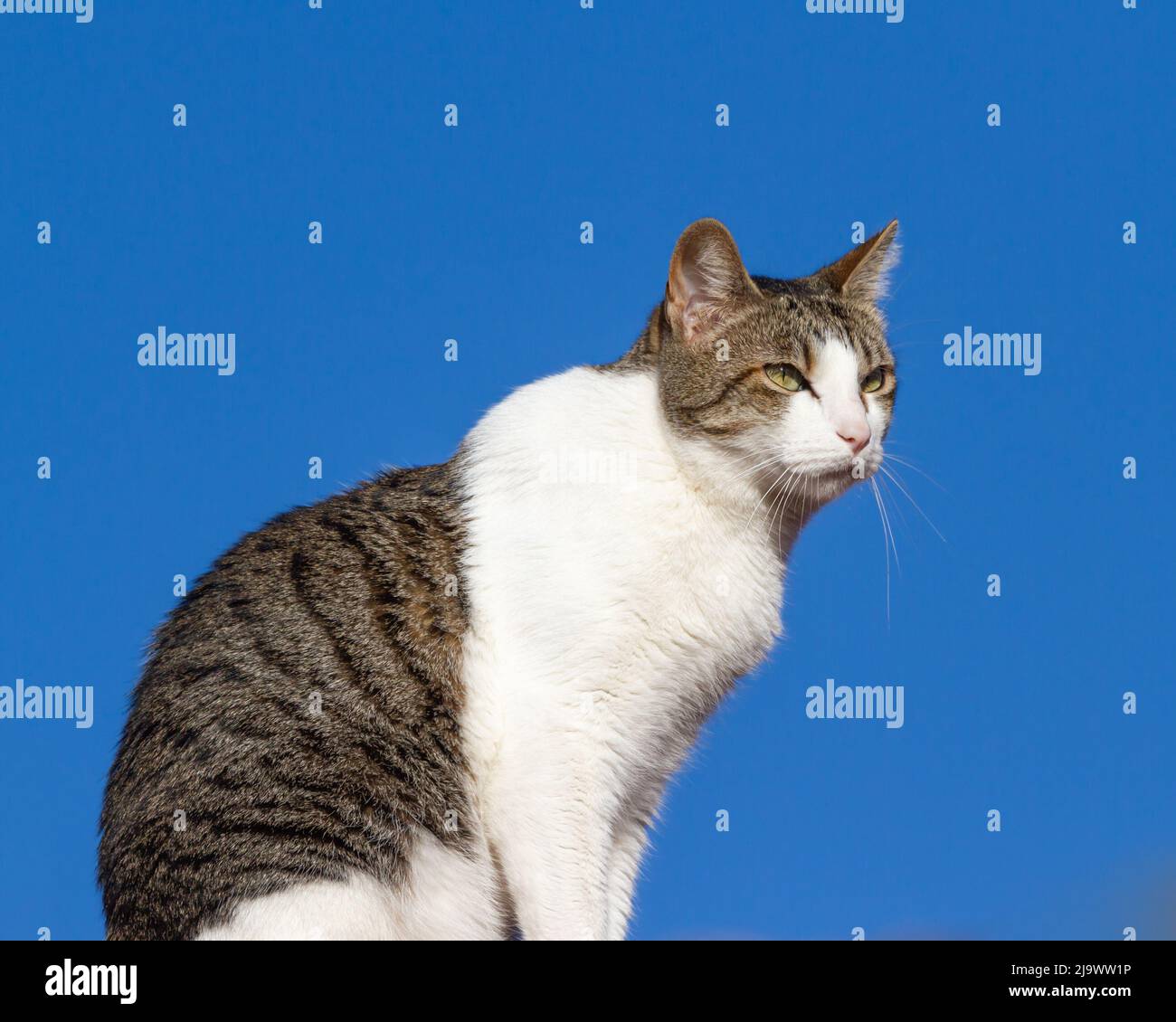 White and brown cat sitting on a roof with a blue background. Stock Photo