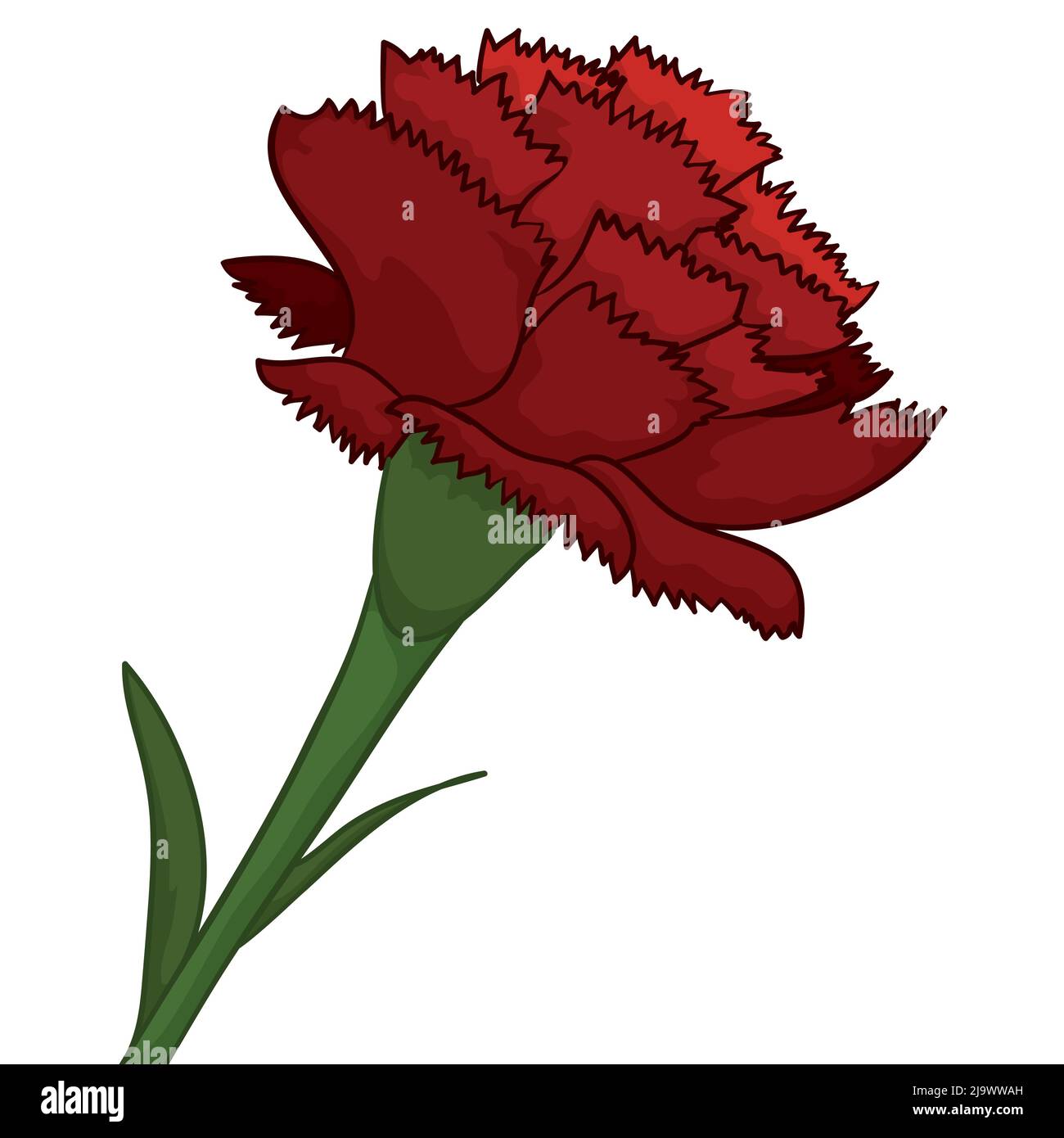 Closeup view of beautiful red carnation with stem and leaves, in