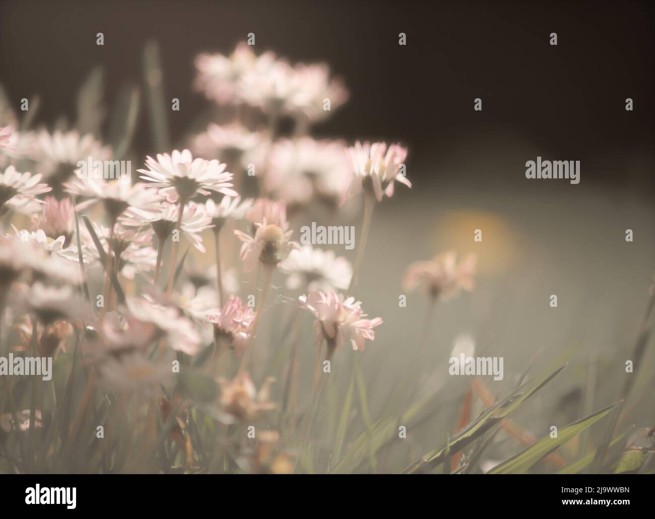 Sun on wildflowers hi-res stock photography and images - Alamy