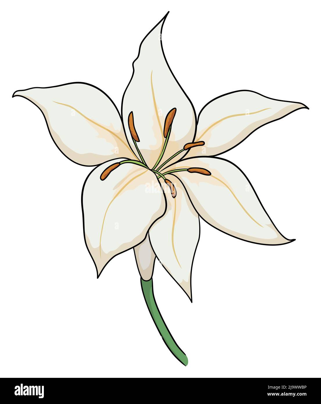 Beautiful close-up view of white lilium with stem. Design in cartoon style over white background. Stock Vector