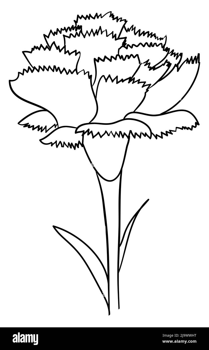 Colorless illustration in outlines of carnation with stem and leaves, ready to color it. Stock Vector