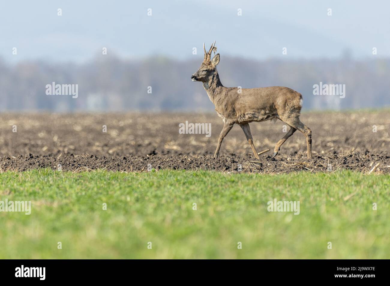 Roe deer natural habitat hi-res stock photography and images - Alamy