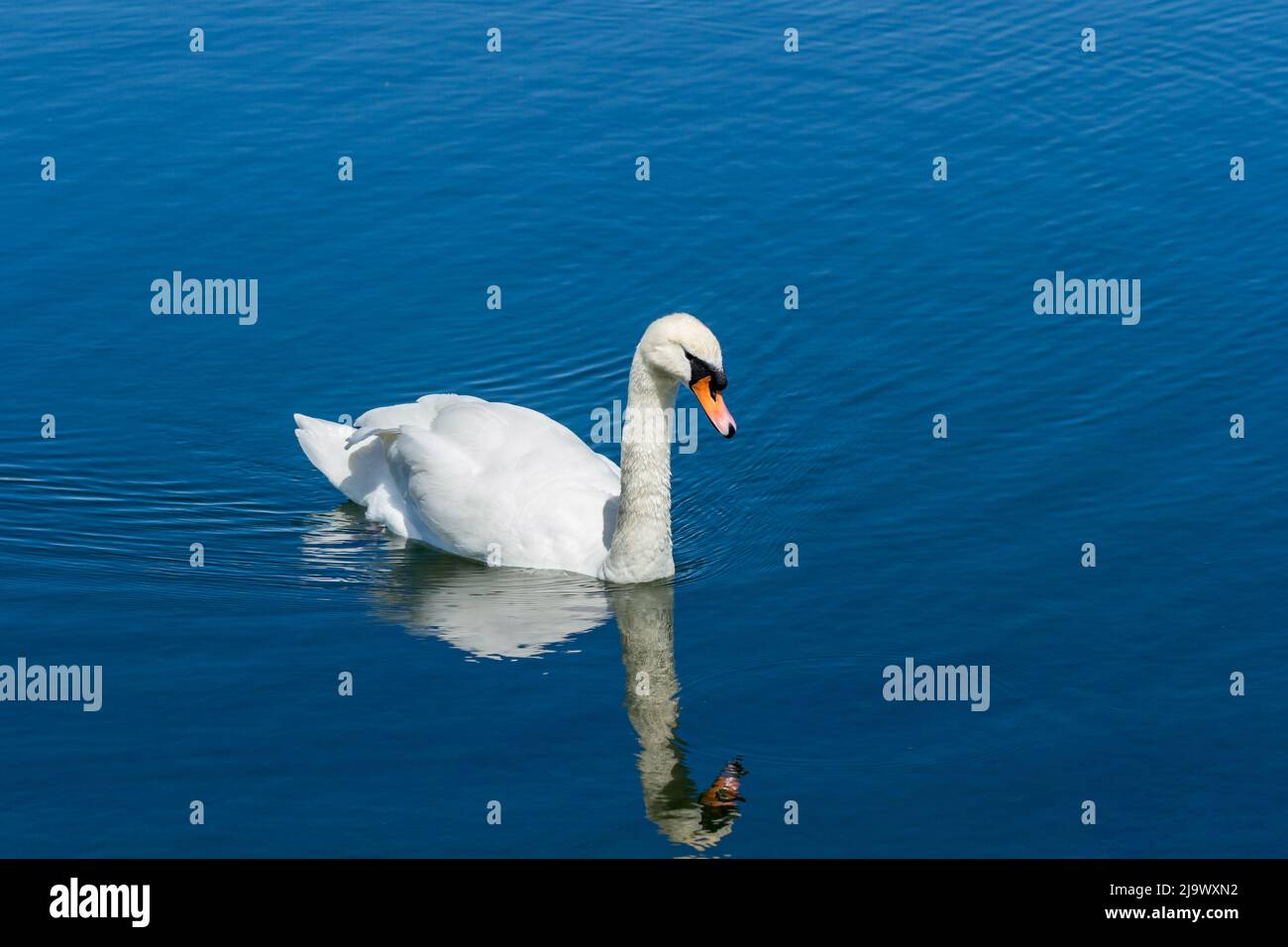 Mute swan, Cygnus olor, swimming in a lake with reflection Stock Photo