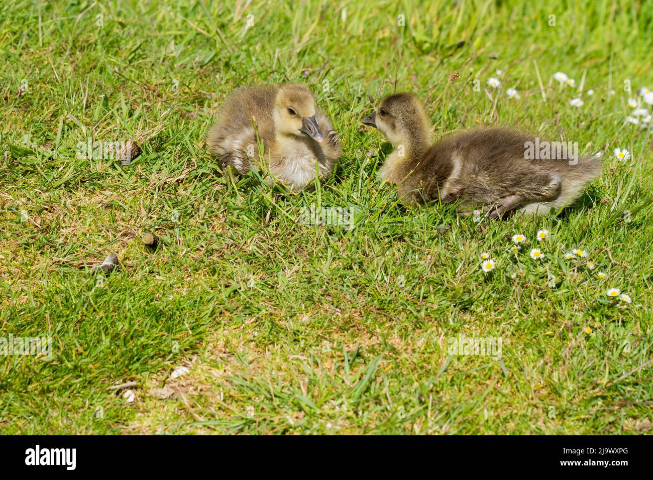 Two Canada geese goslings, Branta Canadensis, sitting on grass in the sun in springtime Dorset, UK Stock Photo