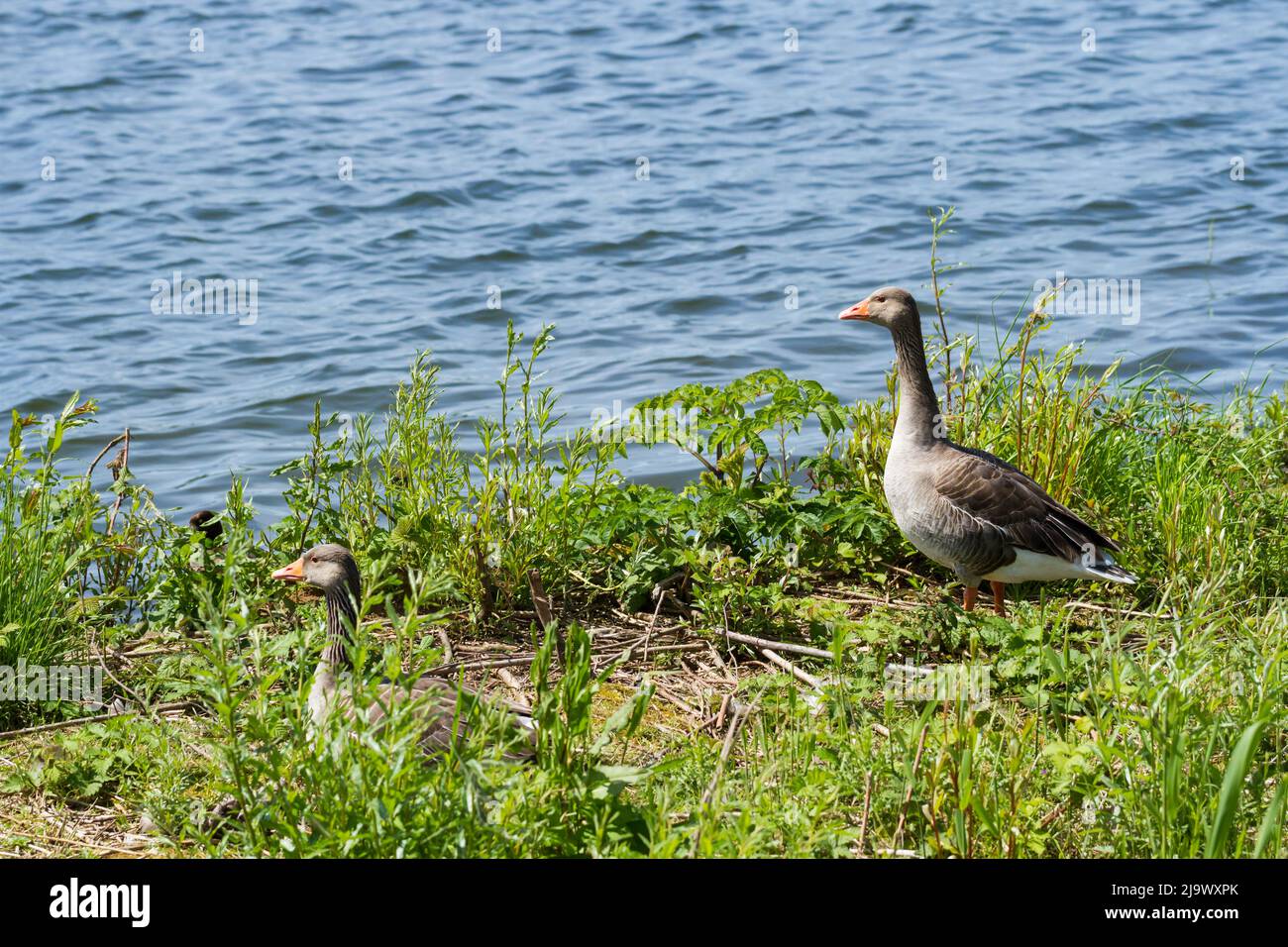 Two Greylag geese, anser anser, beside a lake in Dorset, England in springtime Stock Photo