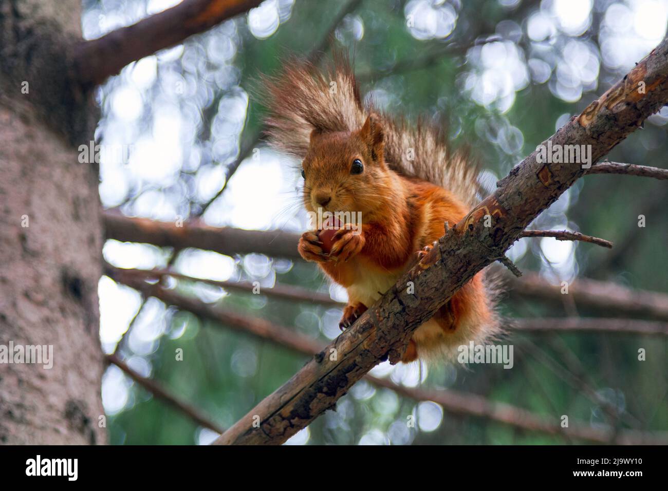 Red squirrel eats a nut Stock Photo