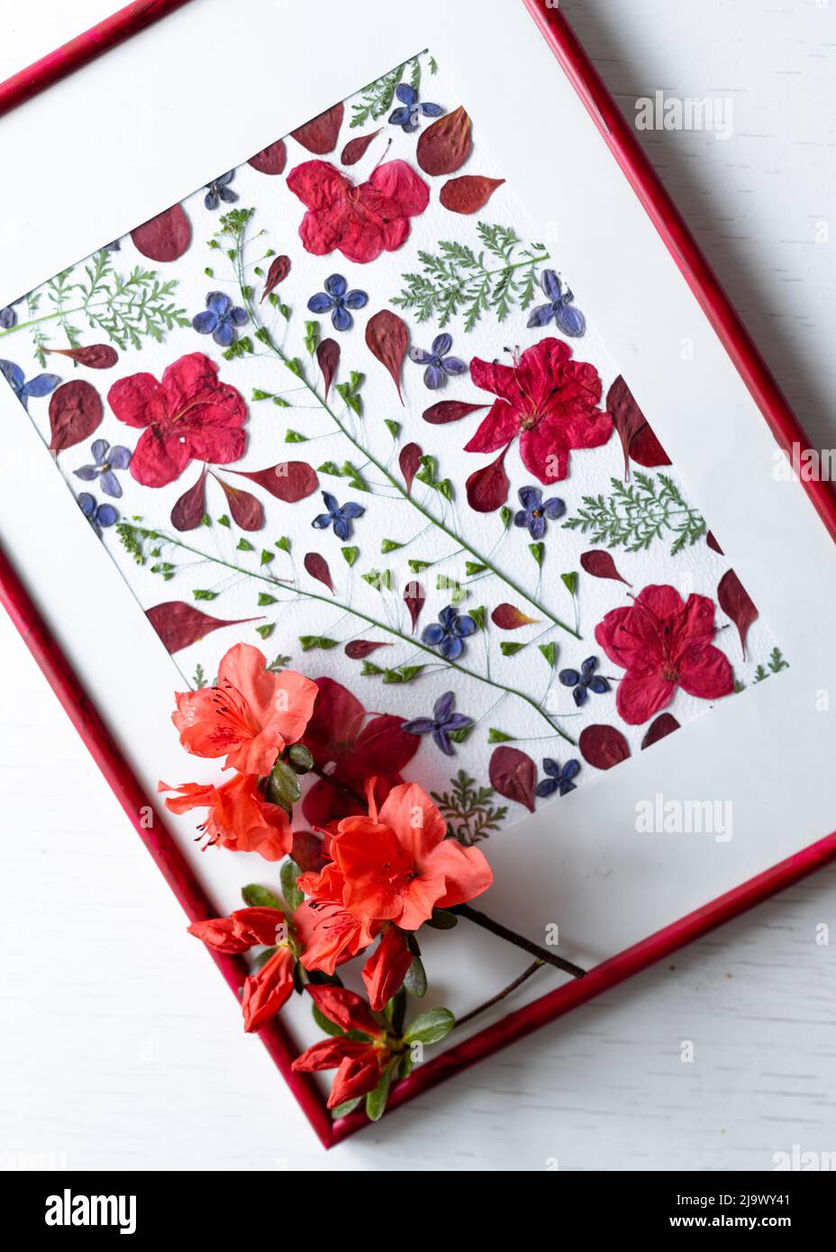 Azalea flowers and buds prepared for the pressed against the background